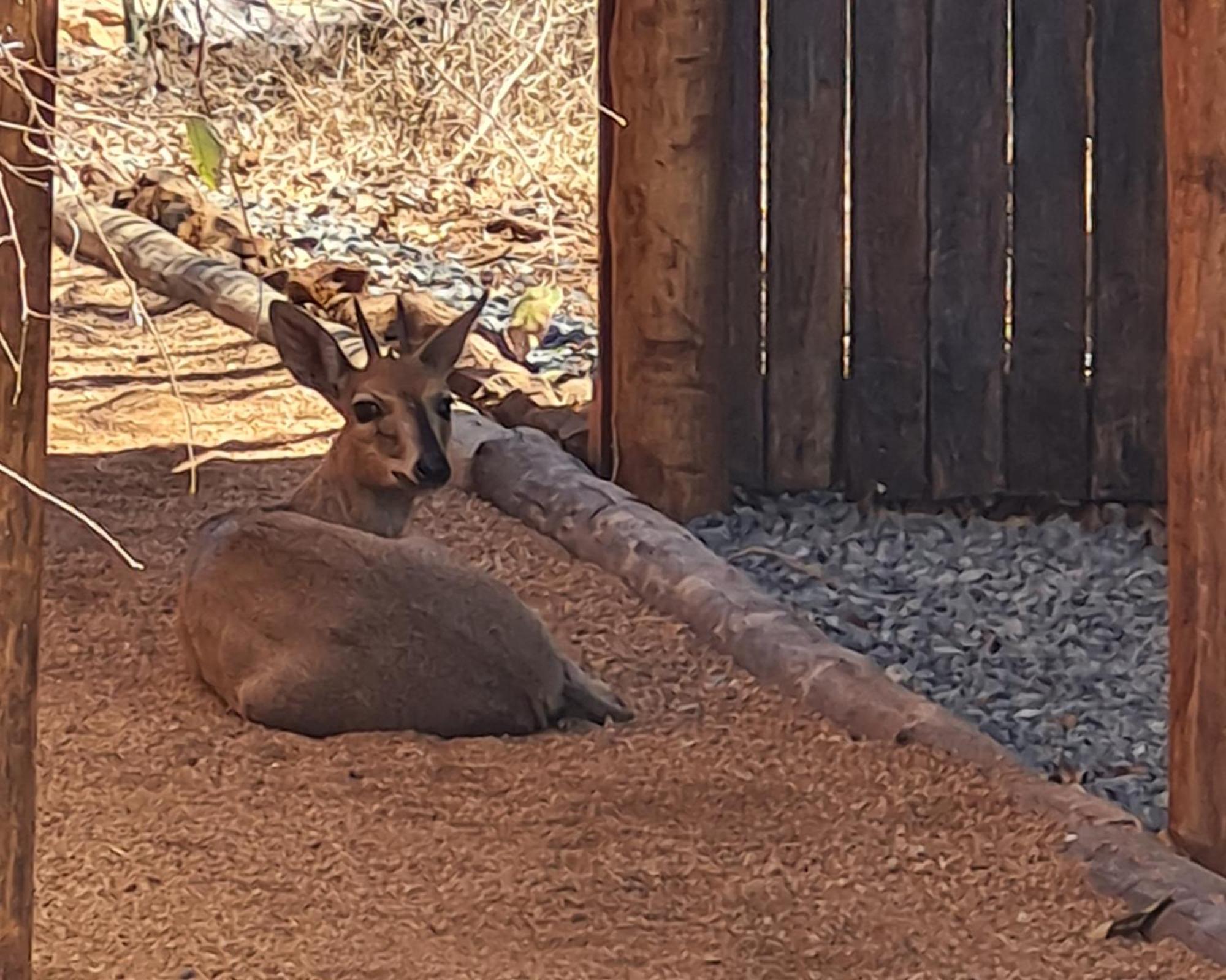 The Dreamcatcher Lodge Hoedspruit Εξωτερικό φωτογραφία